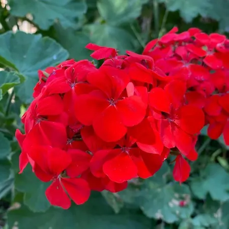 Olive Tree House,agios Gordios 아파트